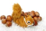 Wiewiórki uwielbiają gromadzić zapasy na zimę