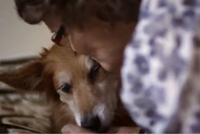 Każdego roku tysiące psów na całym świecie ratuje życie swoich opiekunów