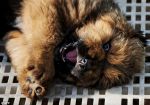 Tybetańskie mastify to najdroższe psy na świecie