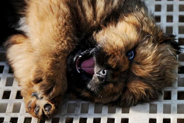 Tybetańskie mastify to najdroższe psy na świecie