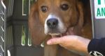 Psy rasy beagle padają ofiarami wiwisekcji najczęściej.
