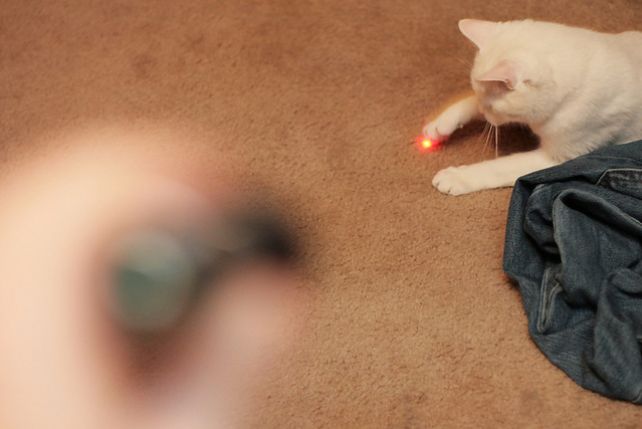 Laser jako kocia zabawka? Przeciwnicy i zwolenniczy czerwonej kropki nie mogą sie pogodzić, ale koty uwielbiają za nią gonić.