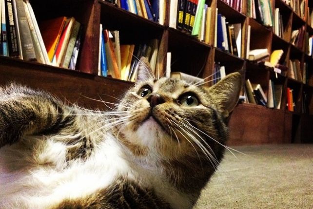 Nie tylko koty, ale także ich opiekunowie doskonale czują się w księgarniach i bibliotekach