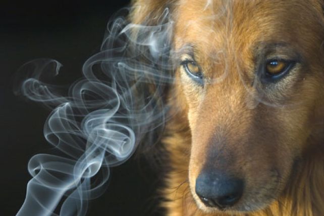 Przyczyną kichania i uczuleń jest często wdychanie dymu z papierosów