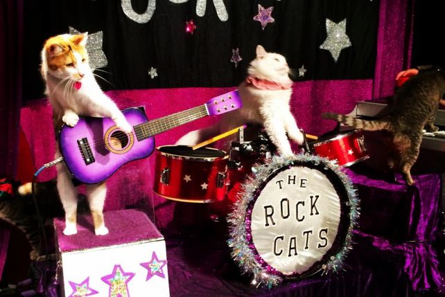 Koci zespół rockowy The Rock Cats