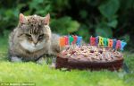 Najstarsza żyjąca kotka