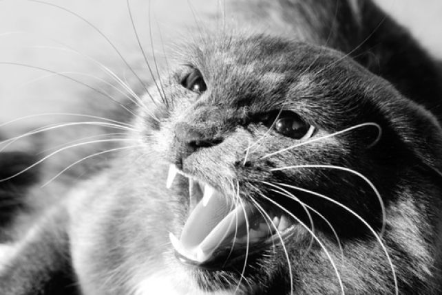 Twój kot znienacka staje się agresywny?