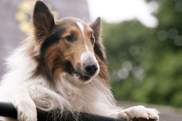 Słynna Lassie zapoczątkowała modę na rasę collie