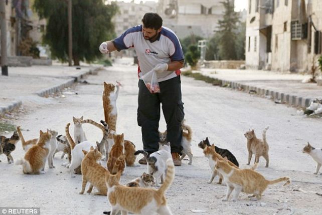 Syryjczyk Alaa z kotami
