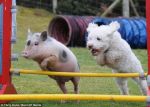 Świnka biorąca udział w zawodach dla psów