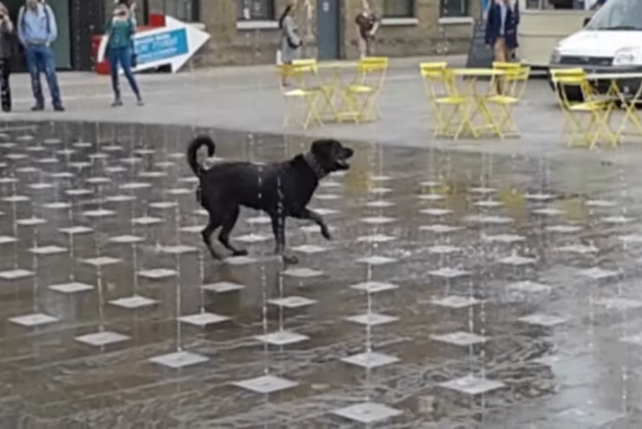 Pies w fontannie. Co za radość!