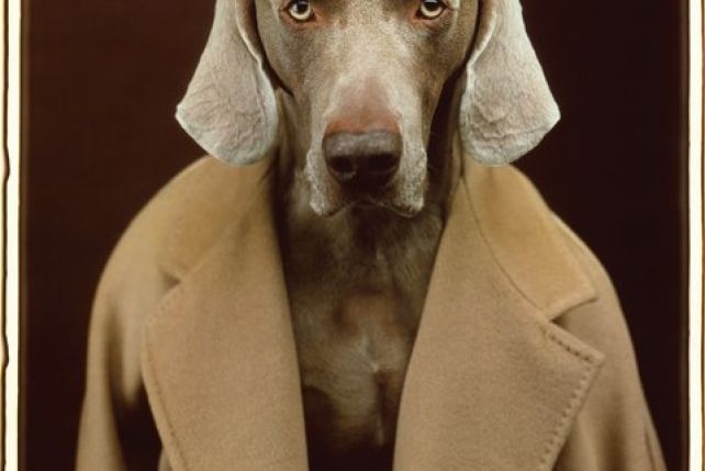 Pies w słynnym płaszczu Max Mara
