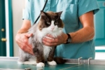 Niektóre lekarstwa stosowane przez ludzi są bardzo niebezpieczne dla kotów