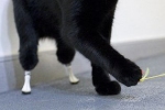 Kot Oscar z bioniczną protezą