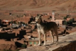 Pies pilnujący obrzeży wioski w południowym Maroku.
