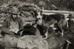 Psy pełniły podczas I wojny światowej rolę łączników, sanitariuszy i strżników.