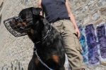 Typ kagańca zależy w dużej mierze od wielkości psa.