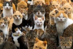 Japońska wyspa kotów