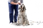 Trymowanie usuwa zbędny podsierstek pozwalając pokrywie włosowej właściwie chronić psa.