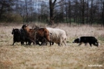 Psy pasterskie od setek lat pilnują stad owiec