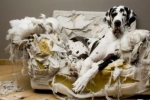 Pies na zniszczonej kanapie