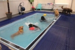 Psy podczas zajęć na basenie