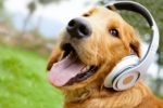 Muzyka dla psów staje się coraz popularniejsza