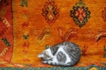 Marrakesz, Maroko - kot śpiący na brzegu dywanu w ulicznej kawiarni.
