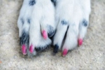 Czy psom potrzebny jest manicure?
