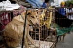 Zakaz spożywania psieg i kociego mięsa na Tajwanie