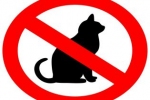 Czy koty dostaną zakaz wstępu na wyspę Nowa Zelandia?
