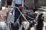 Daniel Radcliffe z psami