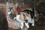 Ryś wraz z zaprzyjaźnionym kotem w rosyjskim zoo