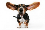 Dla psów słuch to drugi najważniejszy zmysł.