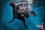 Psy uwielbiają pływać- warto jednak kontrolować ich kapiele.