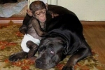 Ile w psie z mądrości szympansa?