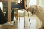 Uważaj, co twoi goście podają psu pod stołem!