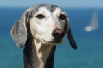 Zwisające uszy to charakterystyczna cecha wielu ras psów