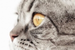 Kocie zmysły różnią się od ludzkich. Co widzi, słyszy, czuje kot?