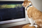Pierwsza na świecie telewizja dla psów - ciekawe, czy psy będą siedziec przed telewizorami tak długo, jak ludzie...
