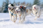 Syberyjskie husky uwielbiają wyścigi na śniegu