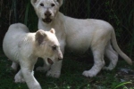 Pierwszy udokumentowany przypadek napotkania białego lwa pochodzi z 1928 roku.
