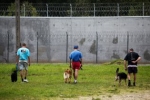 Więźniowie w Hajnówce szkolą psy pod okiem trenerów.