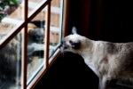 W czasie rui kotki trudno czasem uniknąć odwiedzin kocurów z sąsiedztwa.