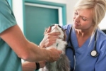 Odpowiednie czynności profilaktyczne mogą uchronić kota przed leczeniem u weterynarza