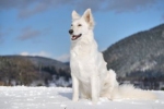 Owczarek szwajcarski - pies przypominający wilkora