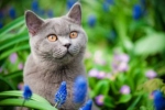Koty podobnie jak ludzie reagują czasami uczuleniem na różne pyłki traw