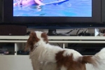 Wiele psów lubi oglądać telewizję