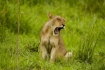 Mieszkające w Afryce Zachodniej lwy znalazły się w dramatycznej sytuacji