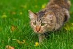 Niektóre koty jedzą czasem trawę. Czy to dla nich zdrowe?